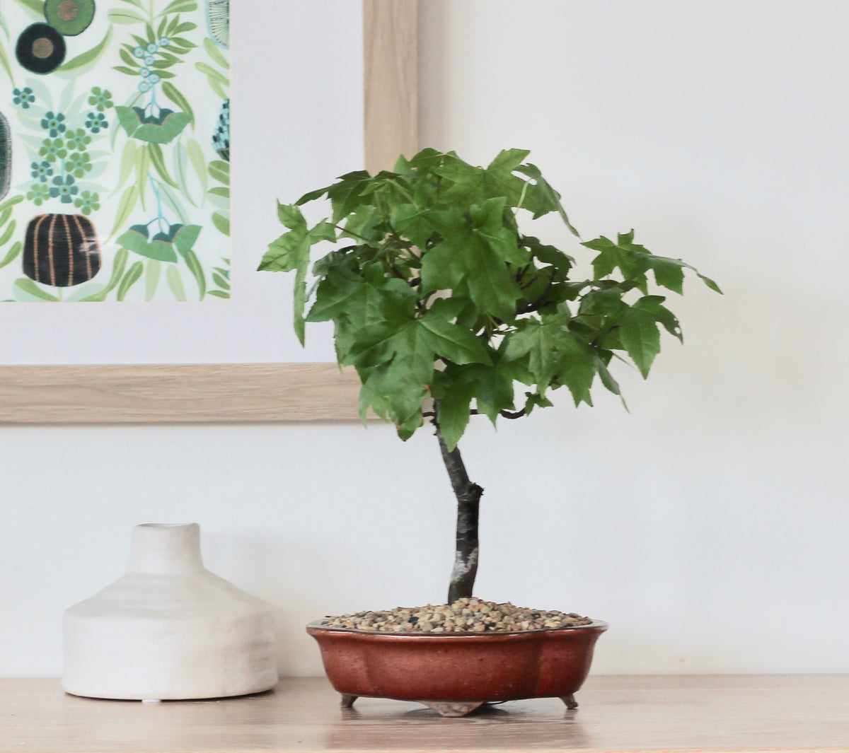 Bonsai - Liquidambar - Lucy - 34cm