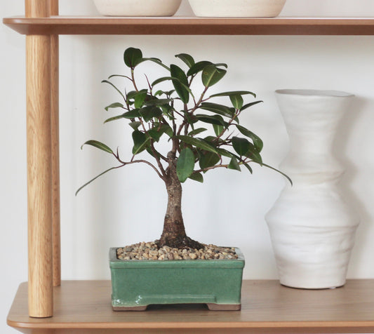 Bonsai - Port Jackson Fig - Henry - 28cm