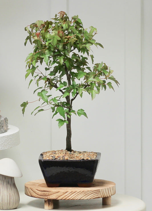 Bonsai - Trident Maple - Ricky - 36cm