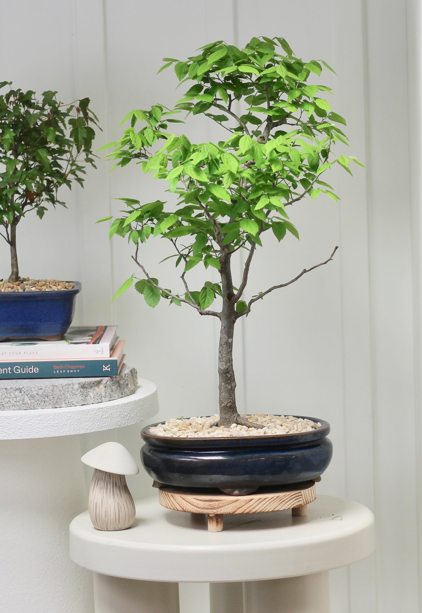 Bonsai - Persian Ironwood - Adrienne - 55cm