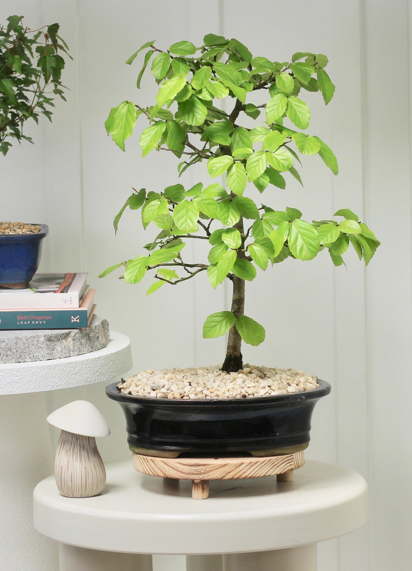 Bonsai - Celtis - Veronica - 48cm