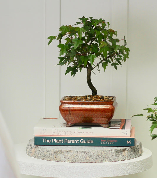 Bonsai - Trident Maple - Georgia - 27cm