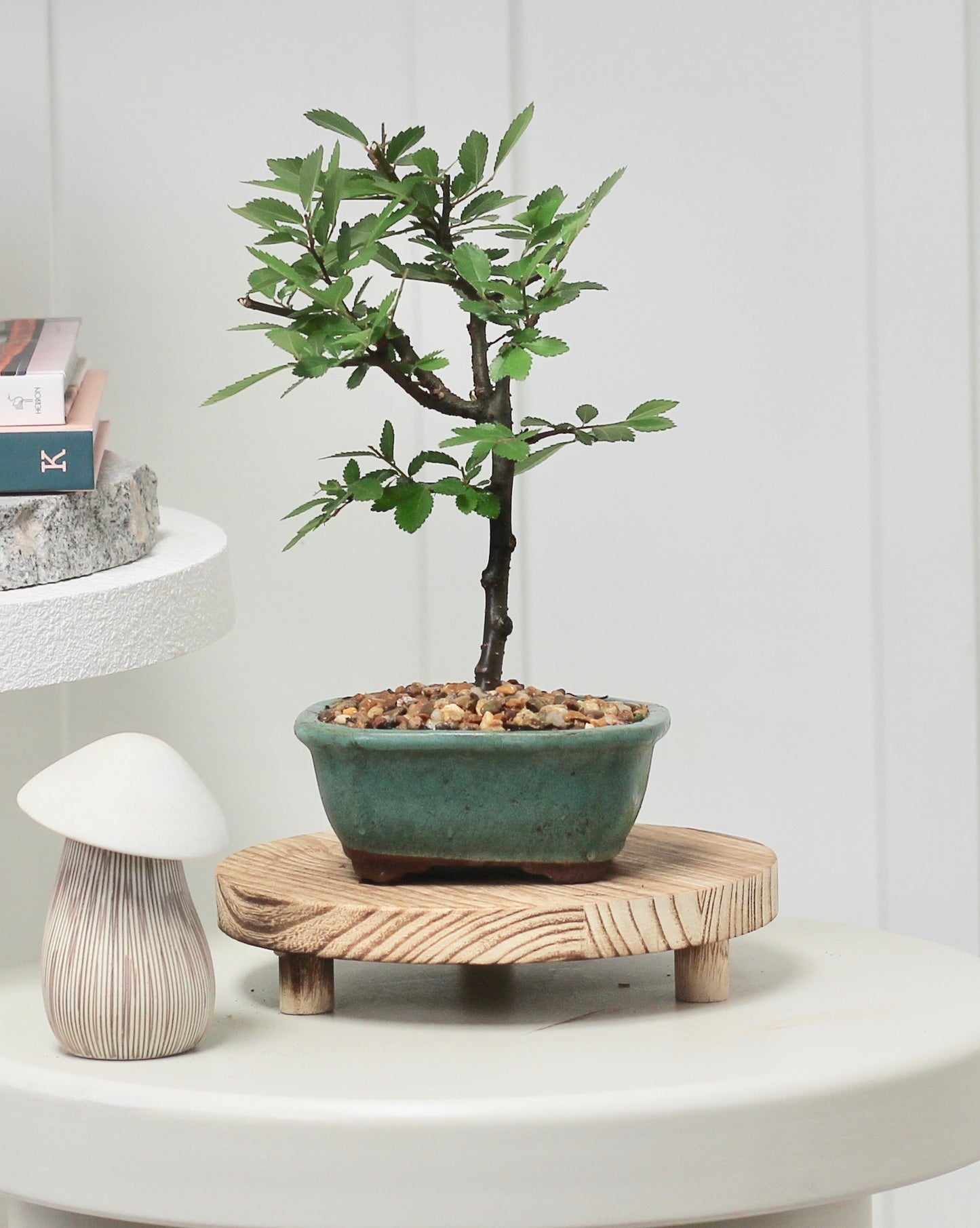 Bonsai - Cork Bark Chinese Elm - Hannah - 24cm