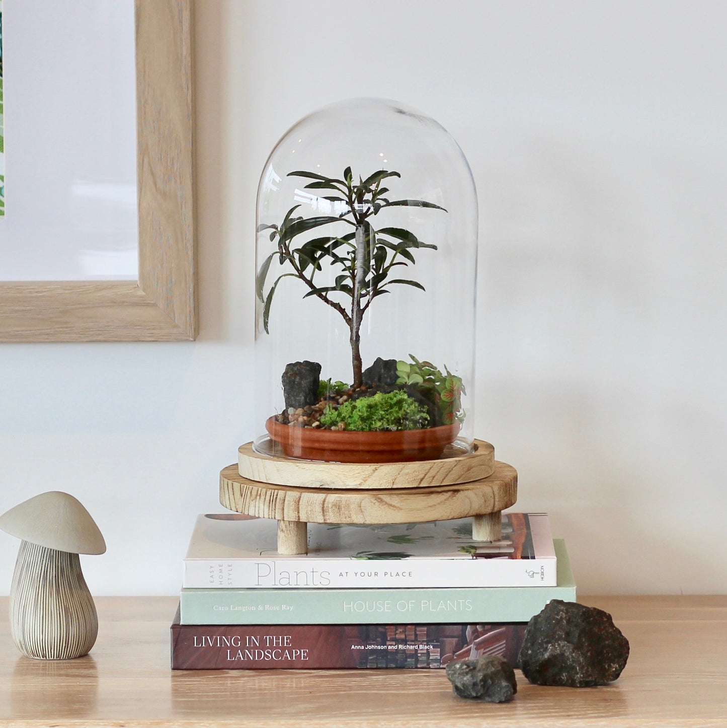 Bonsai Terrarium - 4 Year Old Ficus Green Island- 知恵 - Chie - 24cm