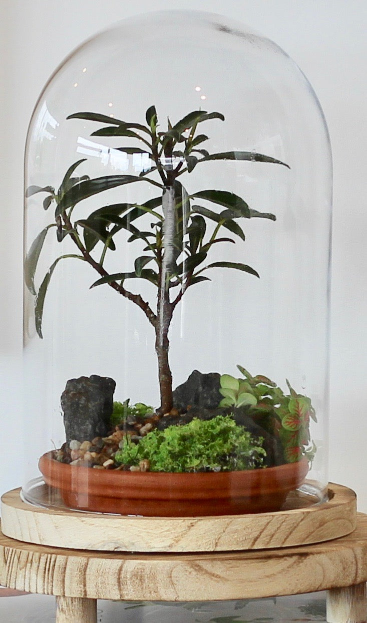 Bonsai Terrarium - 4 Year Old Ficus Green Island- 知恵 - Chie - 24cm