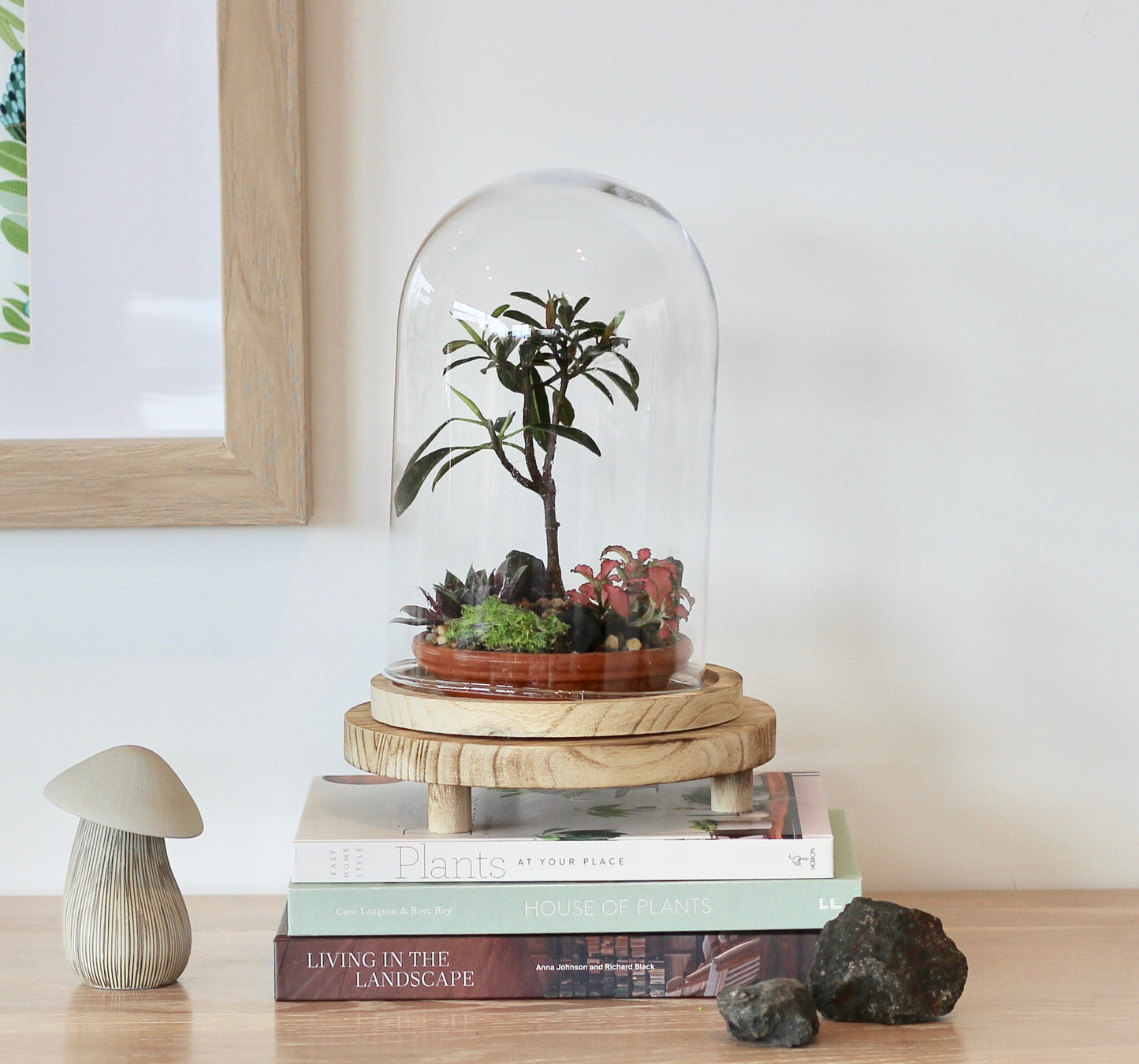 Bonsai Terrarium - Ficus Green Island -  家族 - Kazoku - 24cm