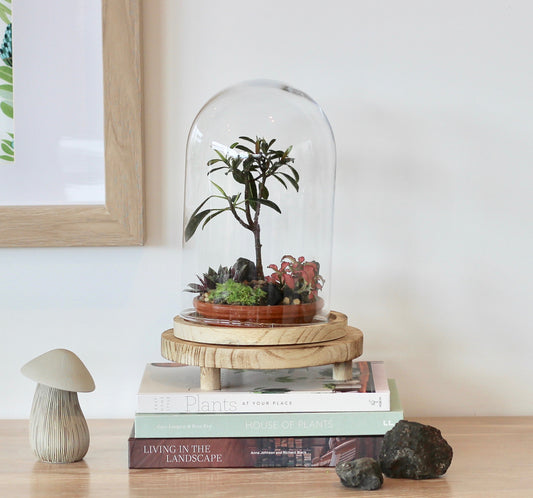 Bonsai Terrarium - Ficus Green Island -  家族 - Kazoku - 24cm