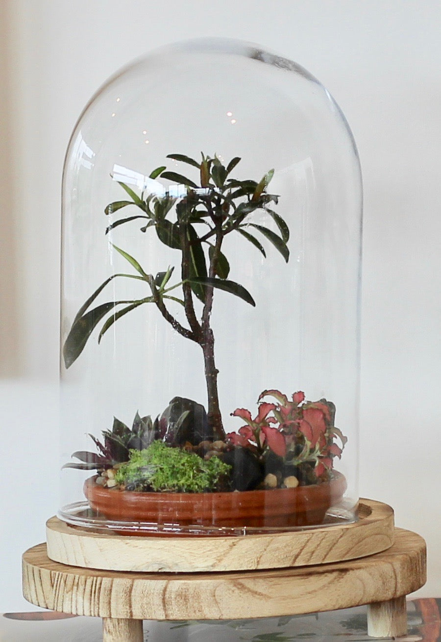 Bonsai Terrarium - Ficus Green Island -  家族 - Kazoku - 24cm