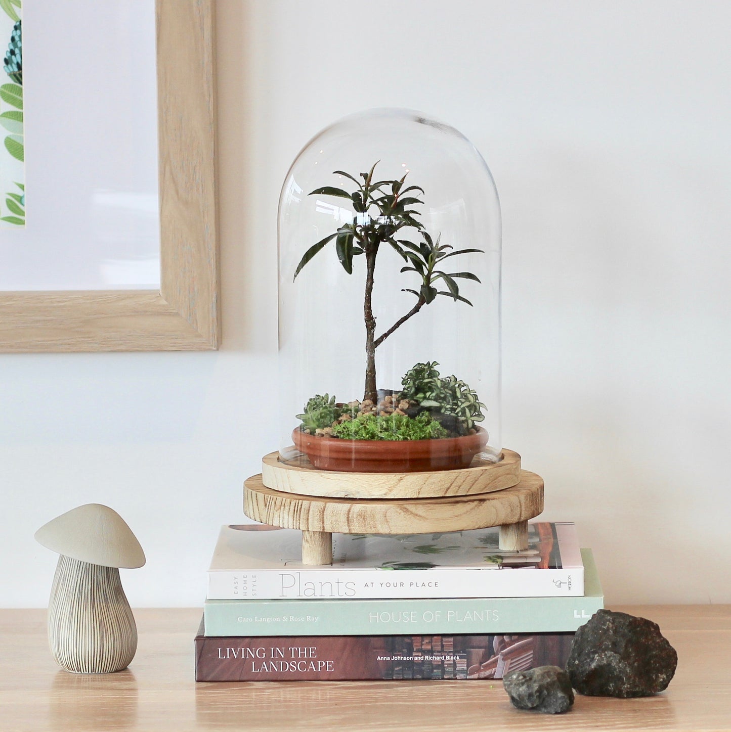 Bonsai Terrarium - Ficus Green Island - 持久力 Jikyū-ryoku - 24cm