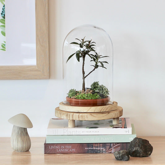 Bonsai Terrarium - Ficus Green Island - 持久力 Jikyū-ryoku - 24cm