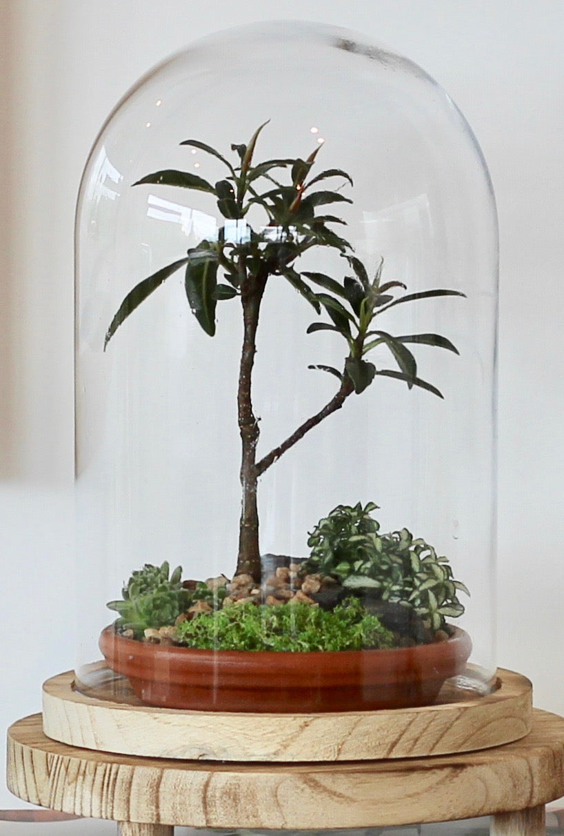 Bonsai Terrarium - Ficus Green Island - 持久力 Jikyū-ryoku - 24cm