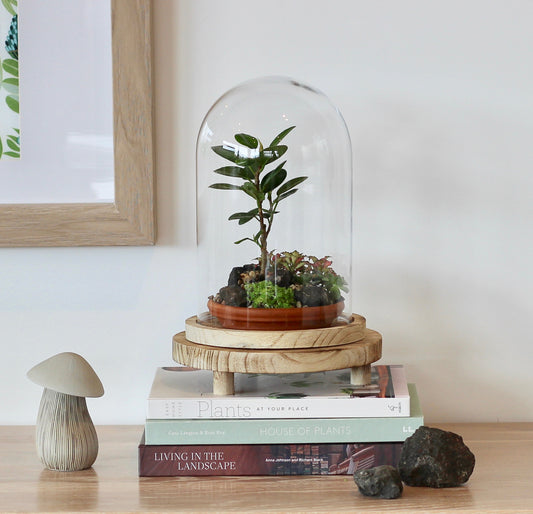 Bonsai Terrarium - Ficus Green Island - 熱帯雨林 - (Nettaiurin) - 24cm