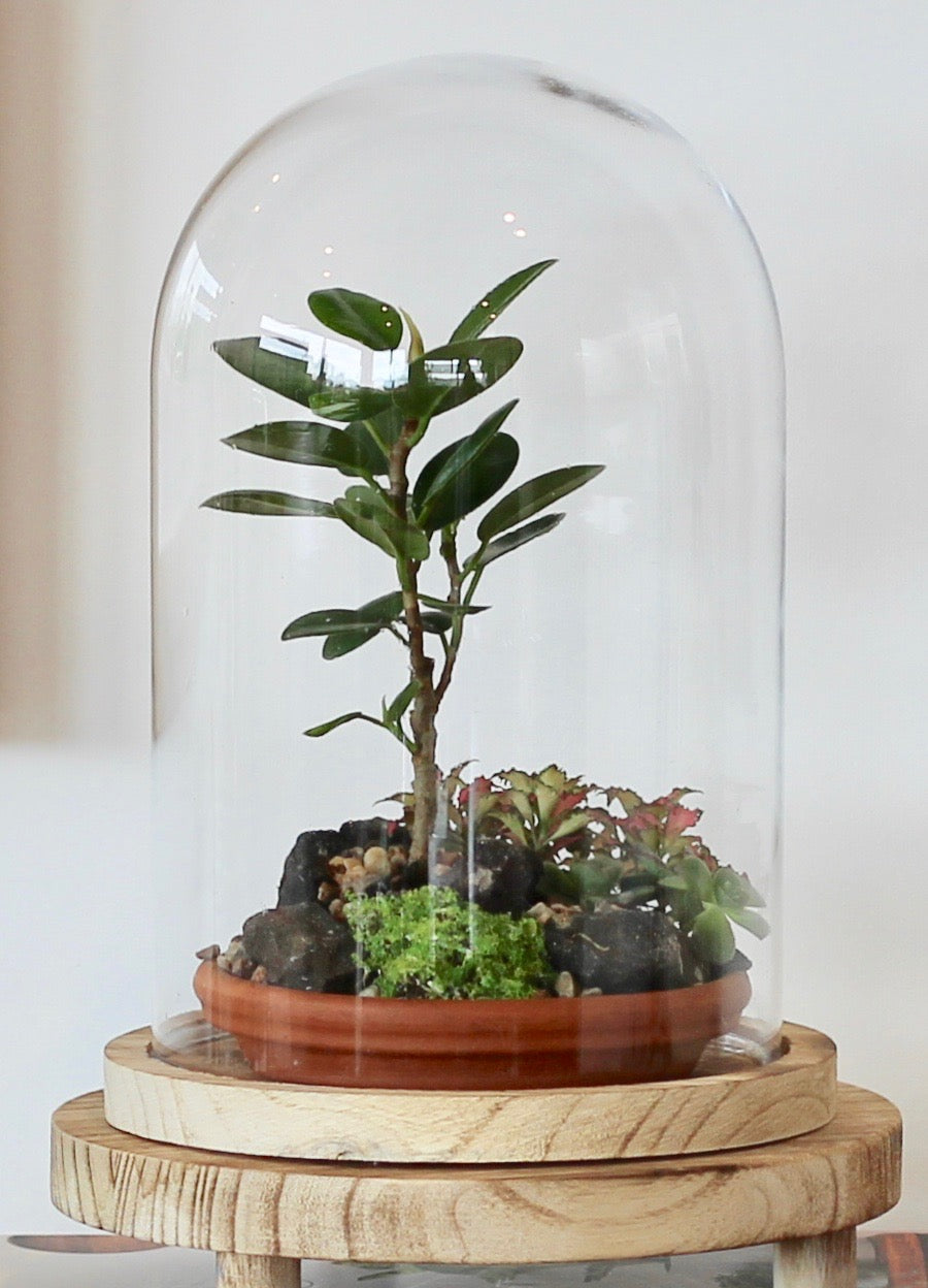 Bonsai Terrarium - Ficus Green Island - 熱帯雨林 - (Nettaiurin) - 24cm