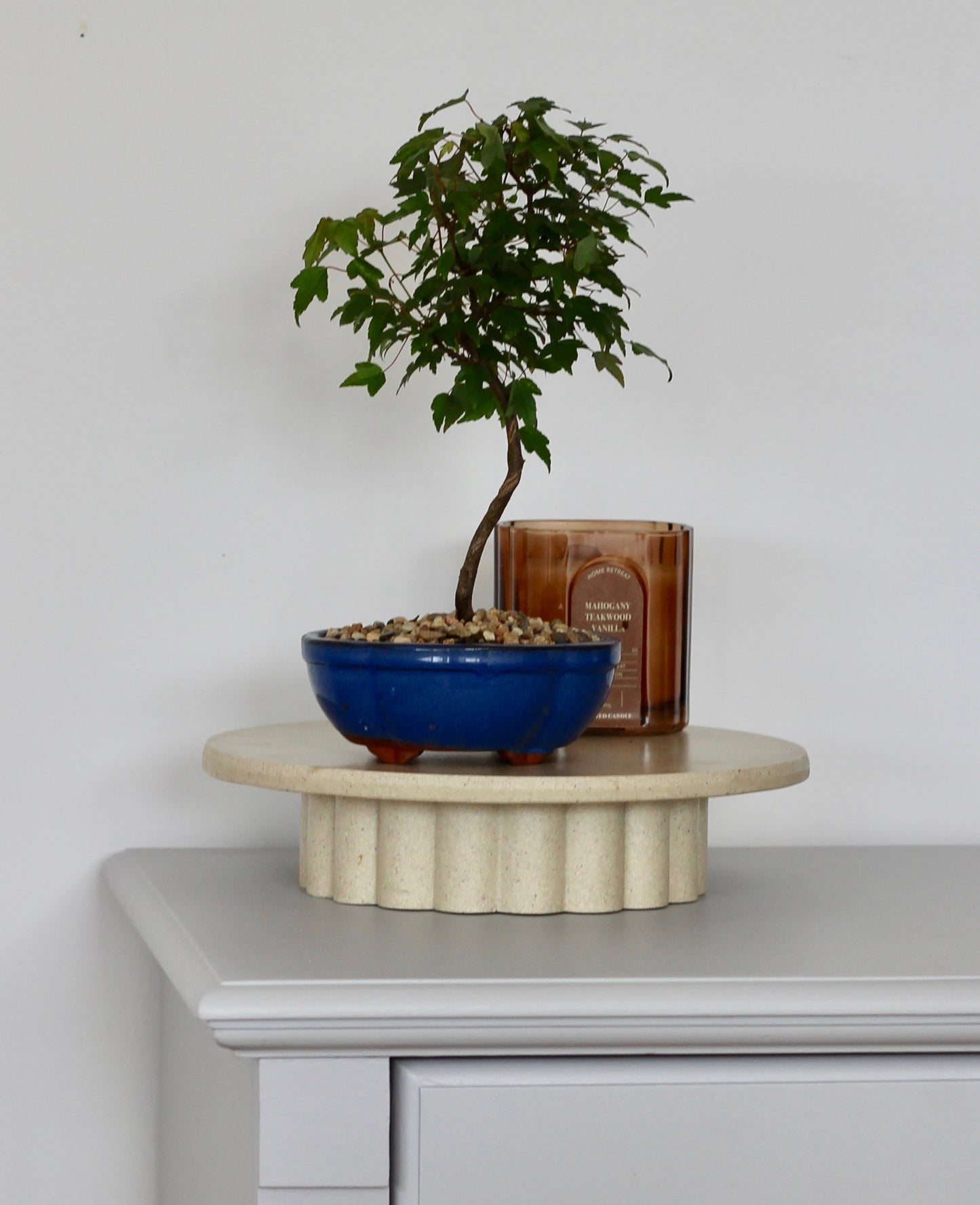Bonsai - Trident Maple - Jacqui - 30cm
