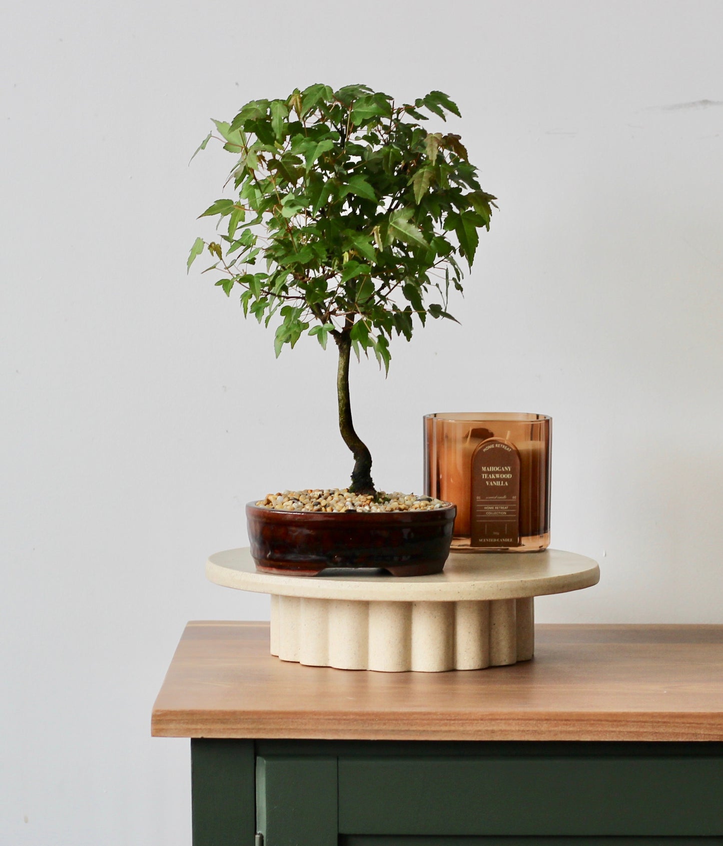 Bonsai - Trident Maple - Lala - 30cm