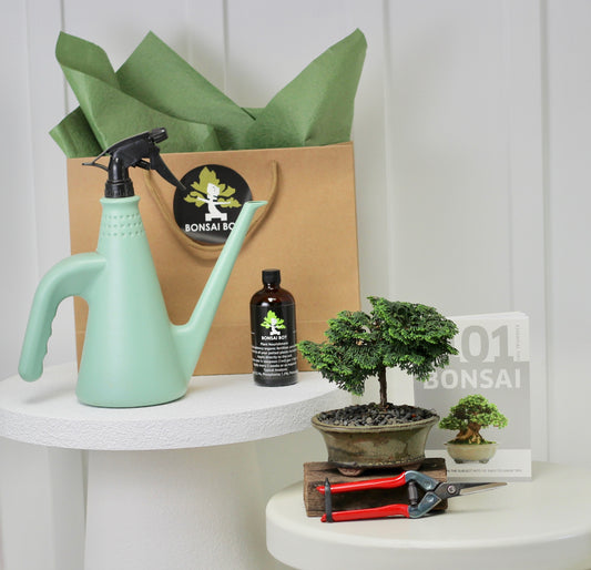 Bonsai Starter Kit - Conifer - 針葉樹の - 16cm