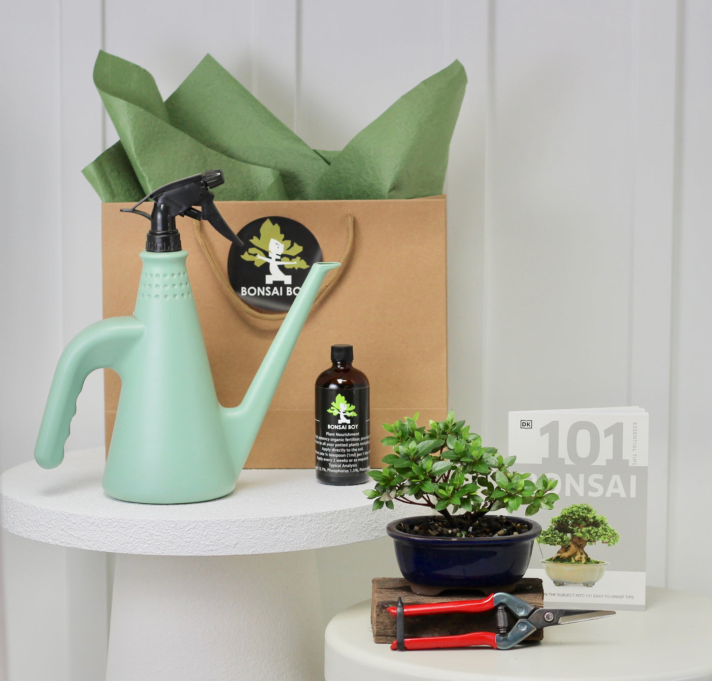 Bonsai Starter Kit - Azalea - つつじ (tsutsuji) - 15cm