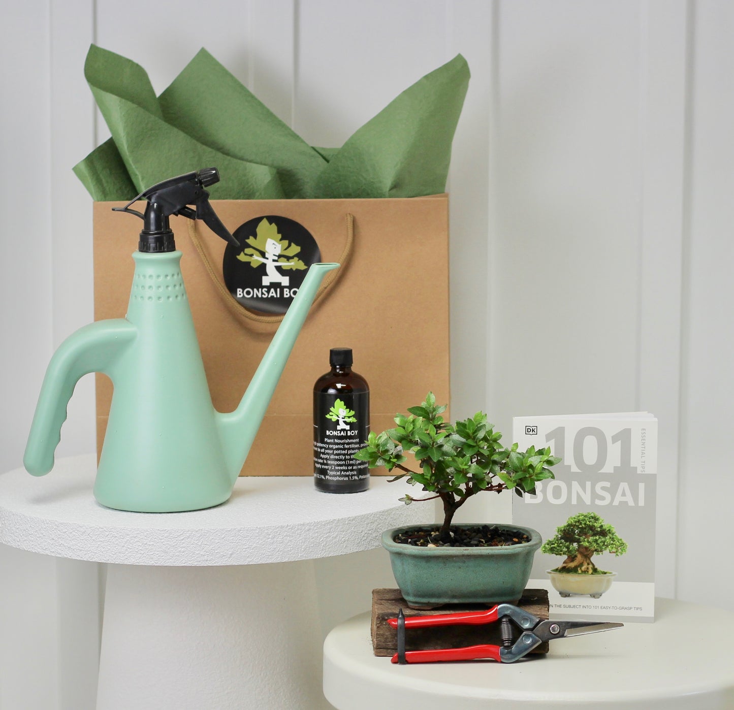 Bonsai Starter Kit - Azalea - つつじ (tsutsuji) - 15cm