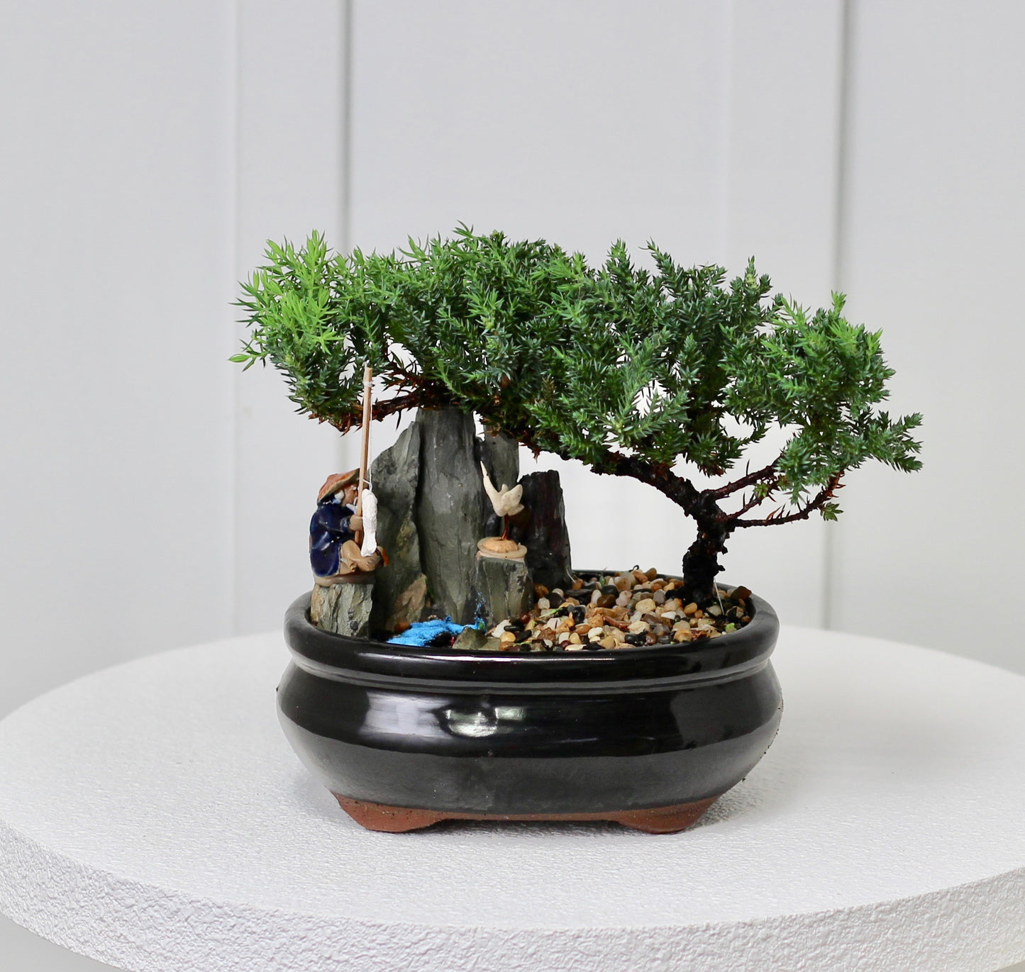 Bonsai - Juniper with Fisherman Setting -  18cm
