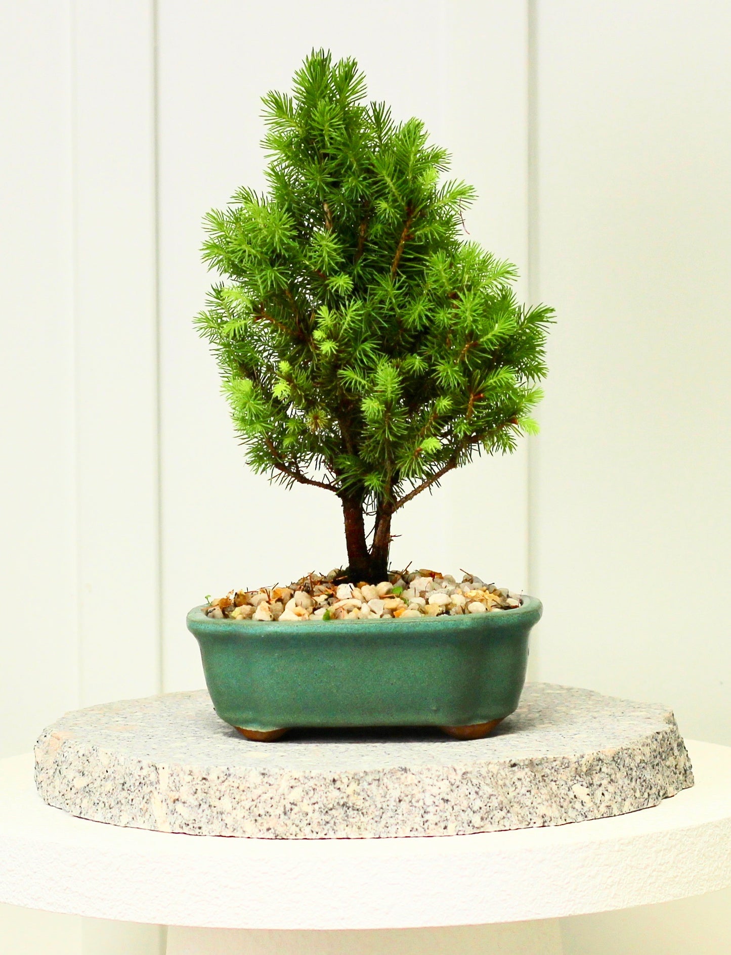 Bonsai-  Picea - Peggy - ピセア - 30cm