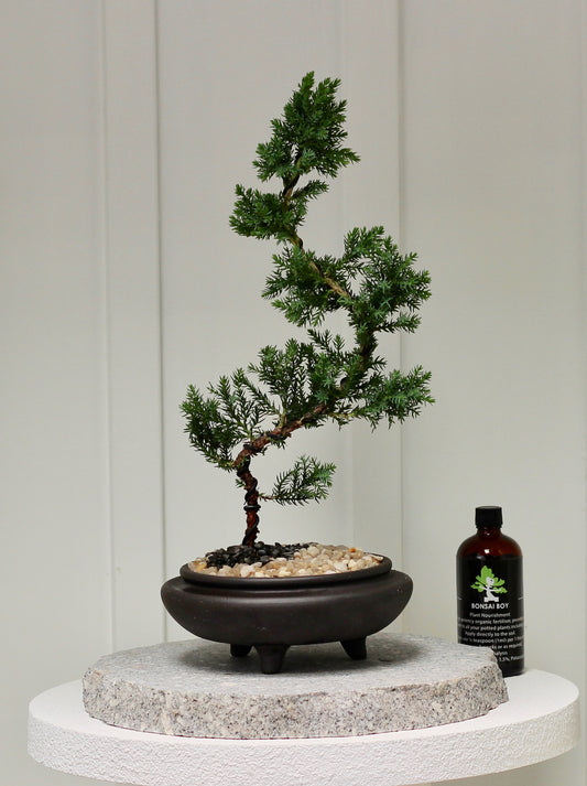 Bonsai - Juniper- Arlo -  28cm