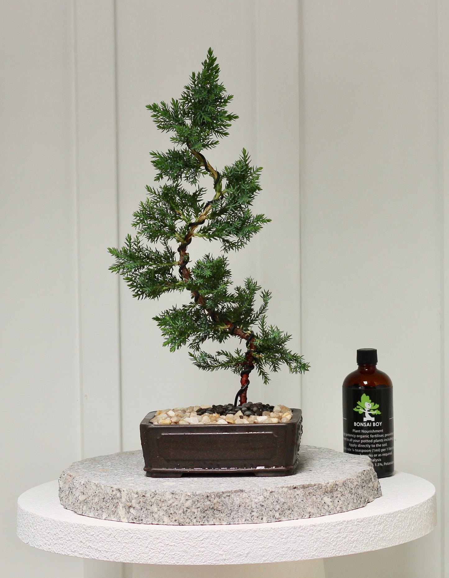Bonsai - Juniper- Annie -  28cm