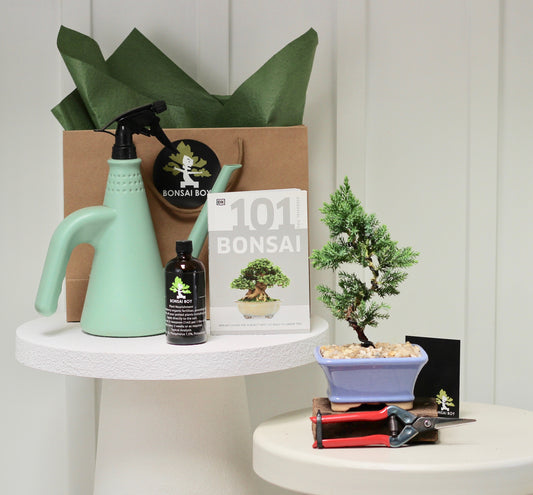 Bonsai Starter Kit - Fenix - 22cm