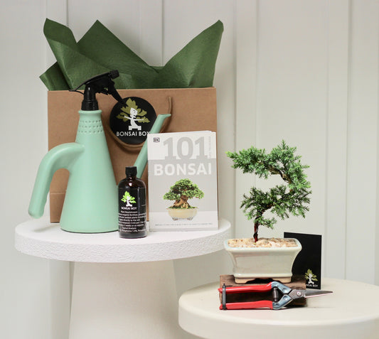 Bonsai Starter Kit - Isla - 20cm