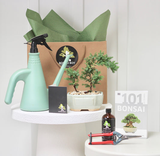 Bonsai Starter Kit - Fran - 27cm