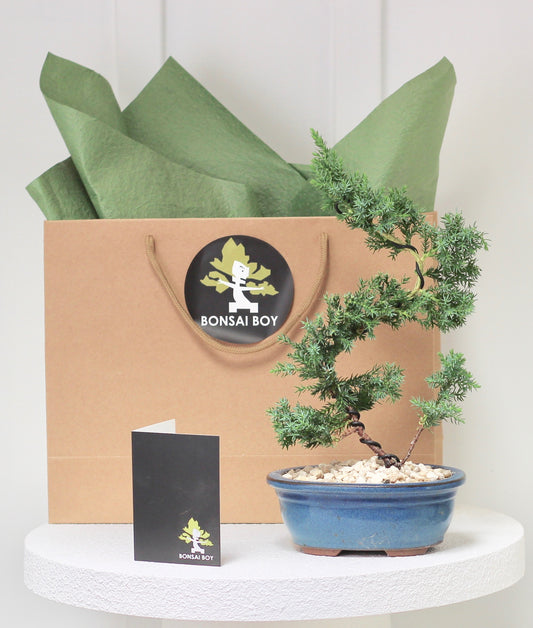 Bonsai - Juniper- Brian -  35cm