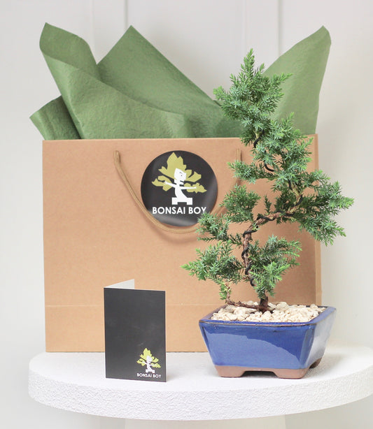 Bonsai - Juniper- Warren -  35cm