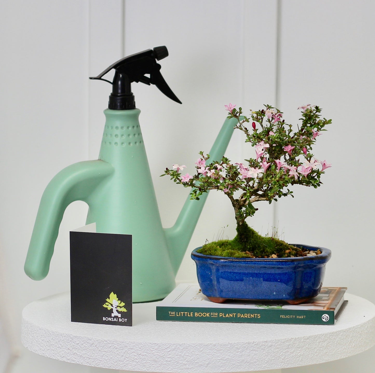 Bonsai - Serissa - White Flowering - Laura - 25cm