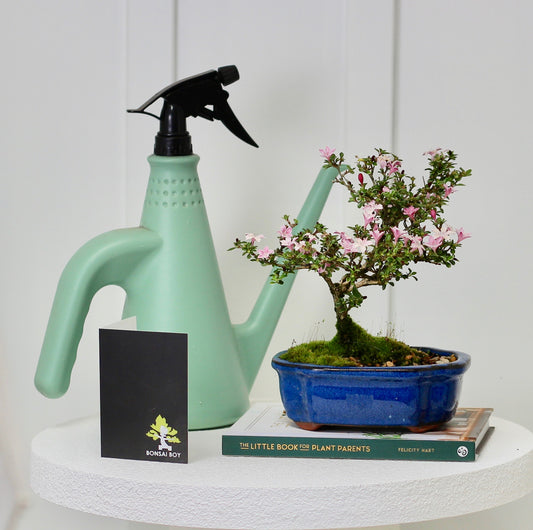 Bonsai - Serissa - White Flowering - Laura - 25cm