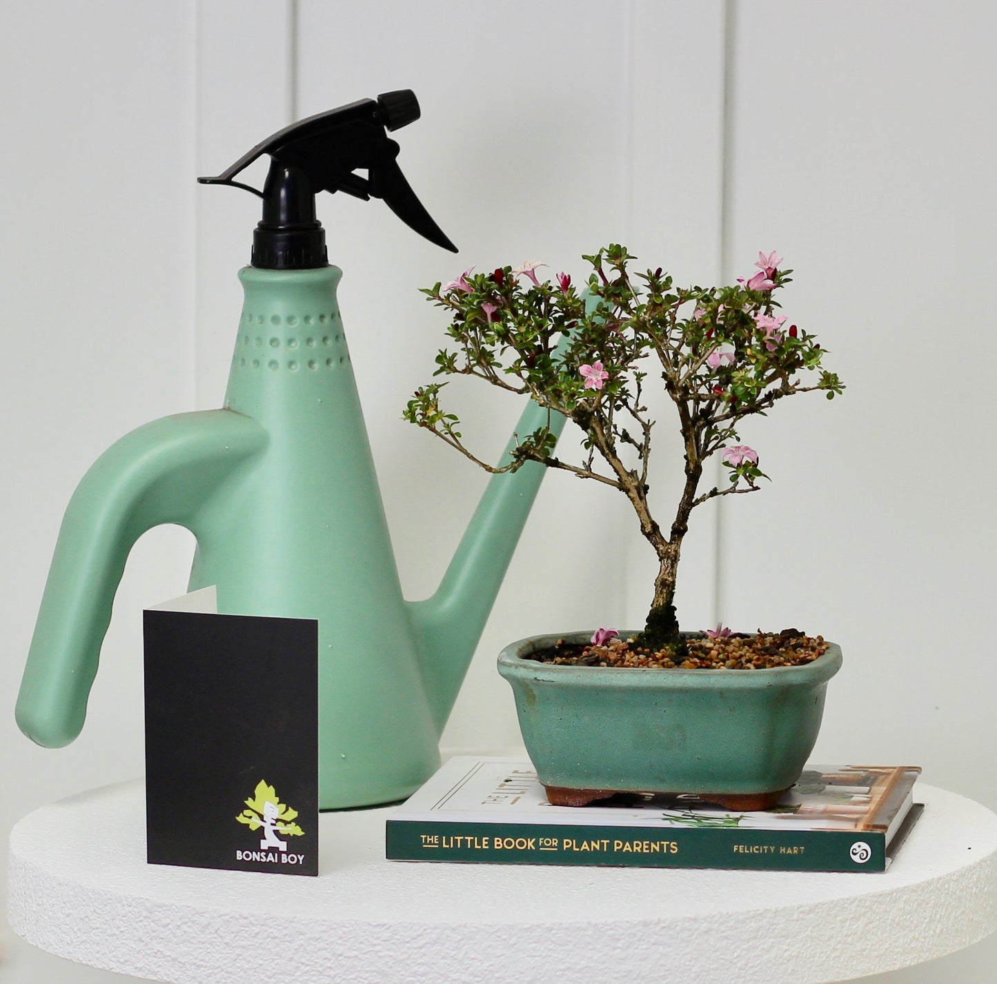 Bonsai - Serissa - Pink Flowering - Zara - 25cm