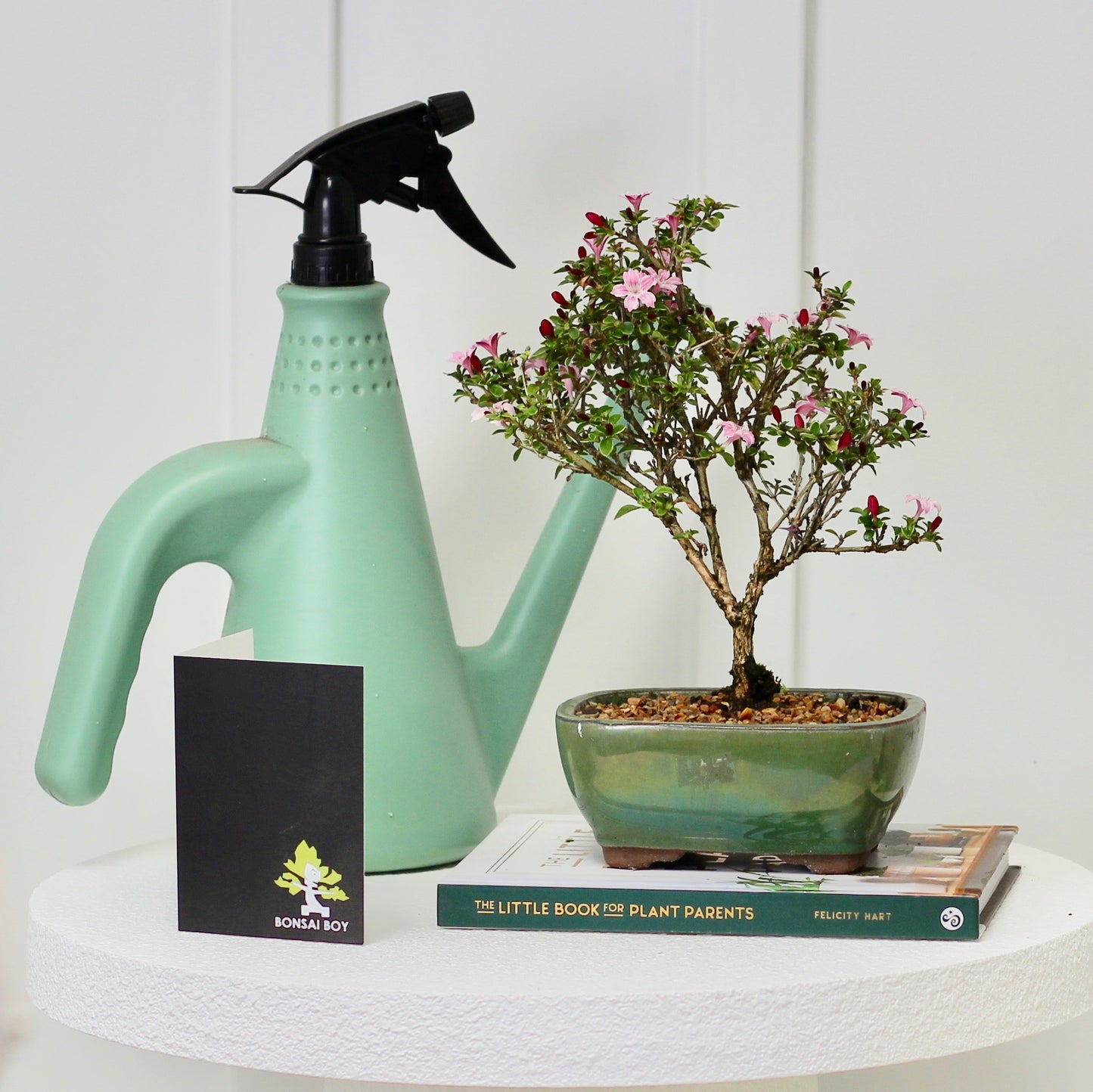 Bonsai - Serissa - Pink Flowering - Billie - 25cm