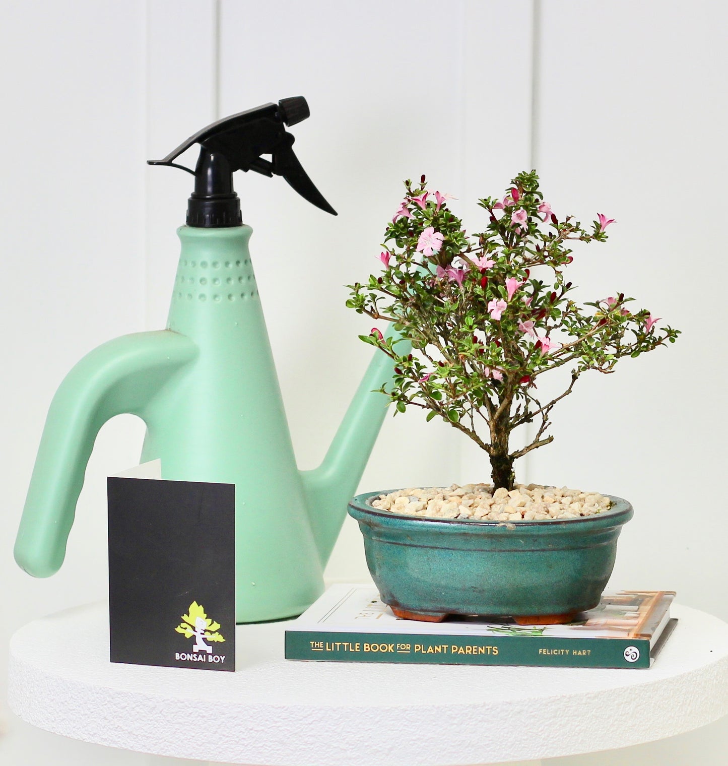 Bonsai - Serissa - Pink Flowering - Maya - 25cm