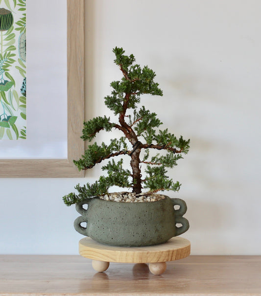 Bonsai - Juniper - Piper -  40cm