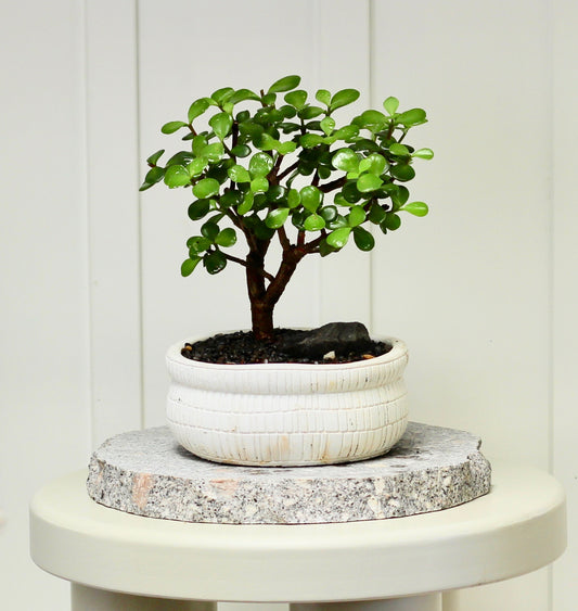 Bonsai - Crassula Ovata - Reggie - 25cm