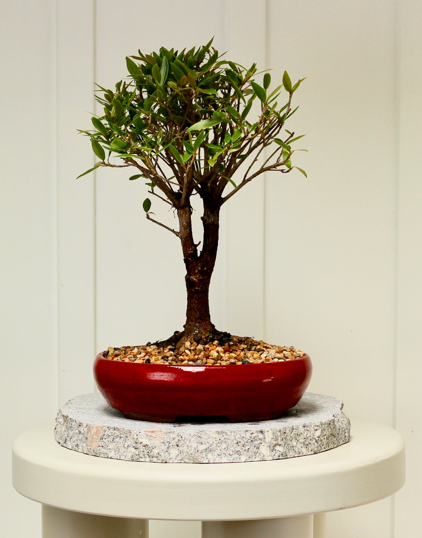 Bonsai - Little Ruby Fig - Evie - 35cm
