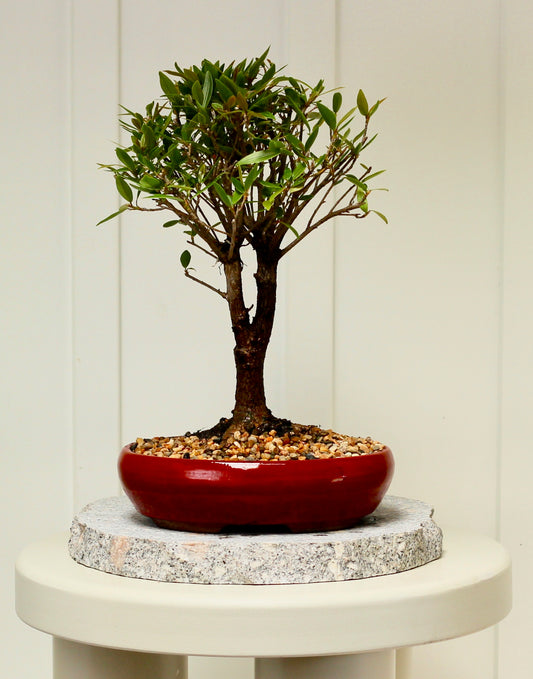 Bonsai - Little Ruby Fig - Evie - 35cm