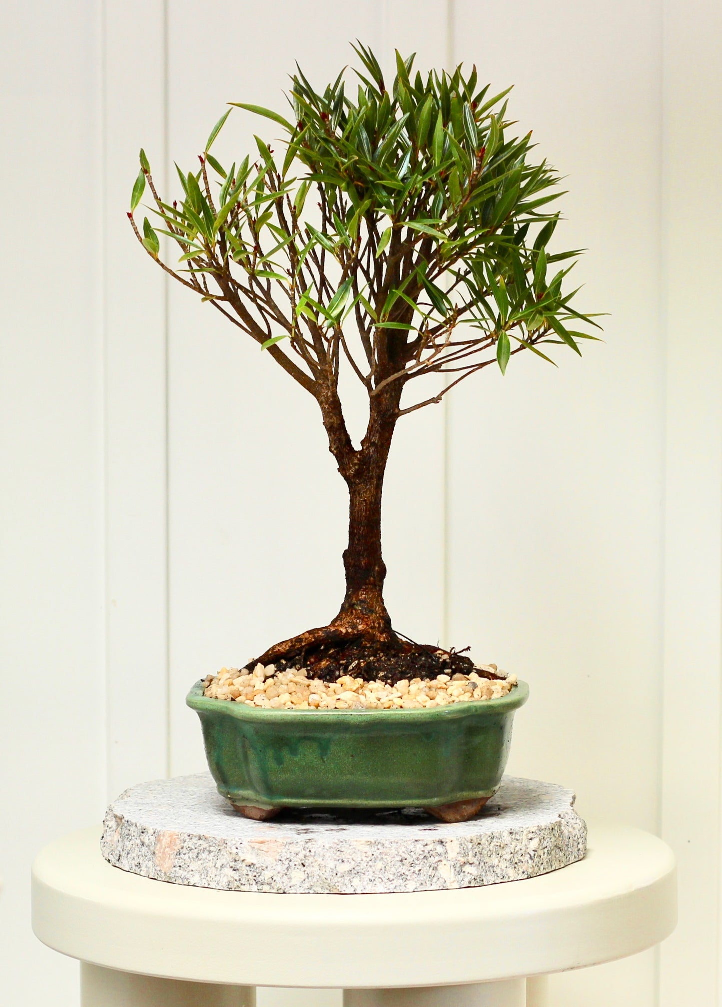 Bonsai - Little Ruby Fig - Nathan - 35cm
