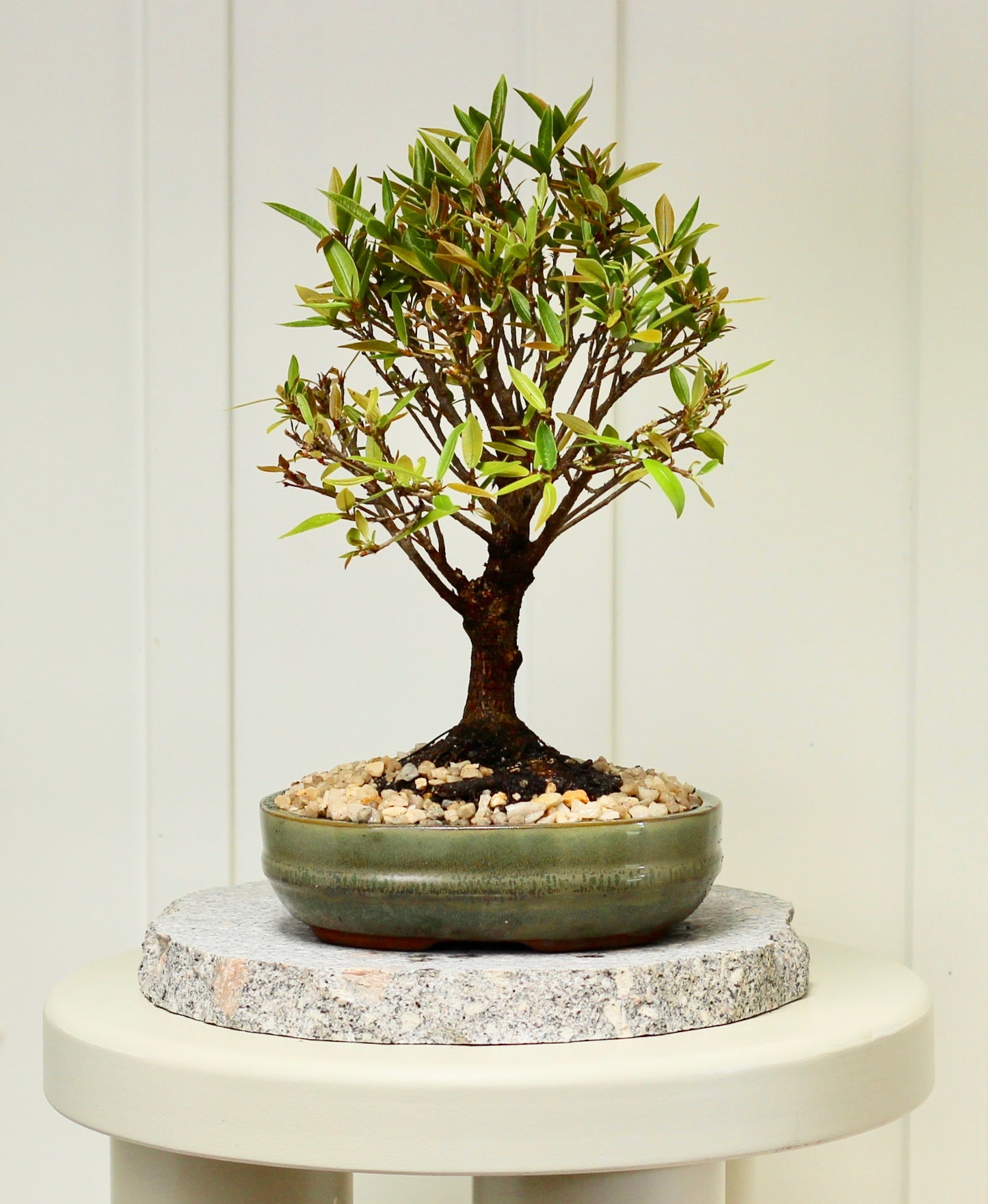 Bonsai - Little Ruby Fig - David - 35cm