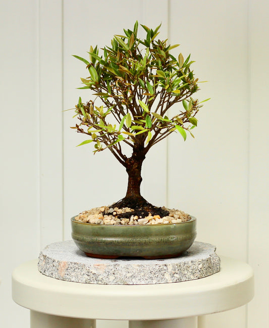 Bonsai - Little Ruby Fig - David - 35cm