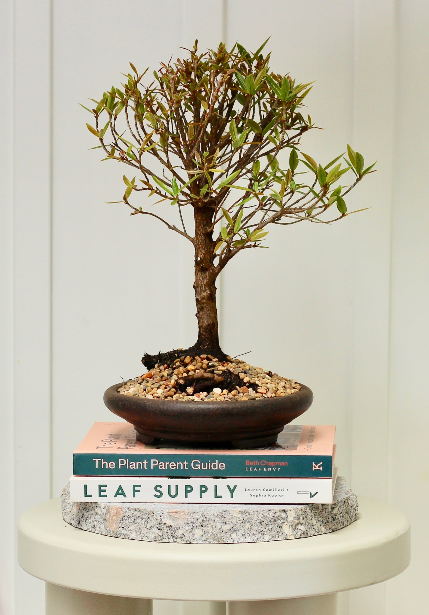 Bonsai - Little Ruby Fig - James - 35cm