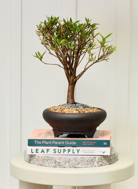 Bonsai - Little Ruby Fig - Patrick - 35cm