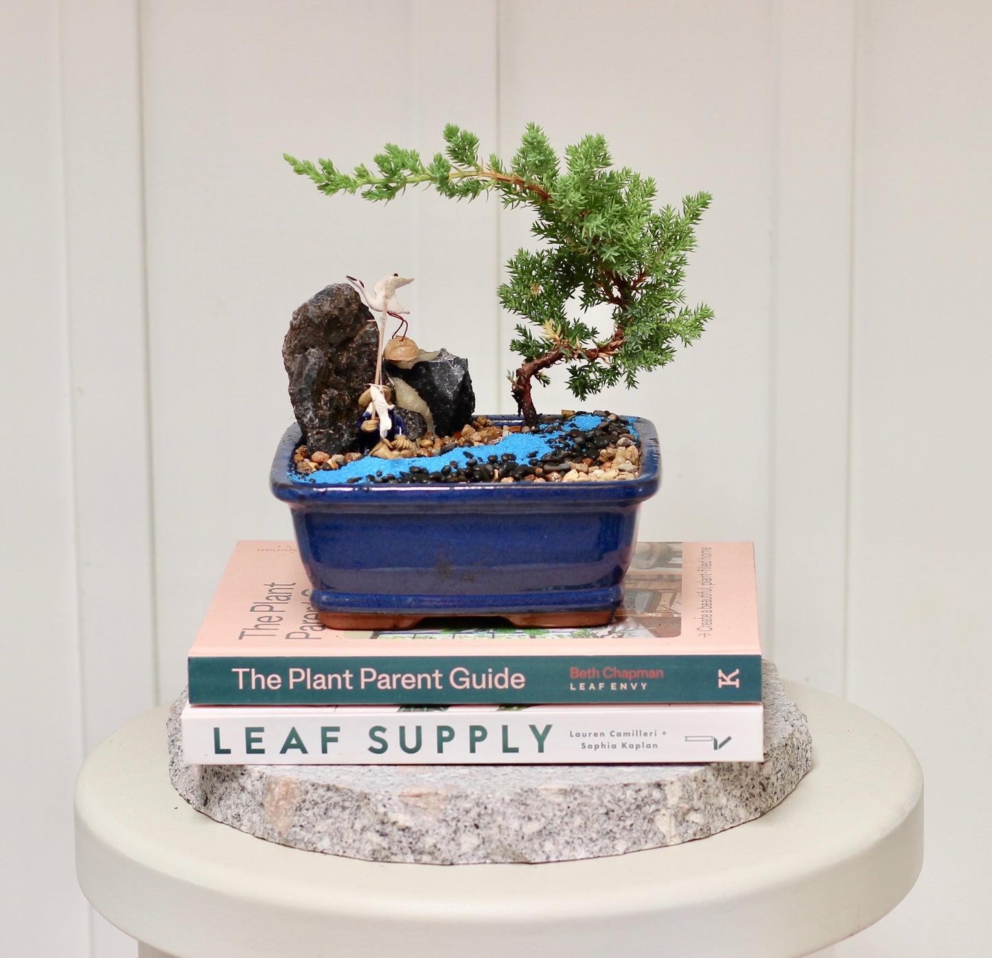 Bonsai - Juniper with Fisherman Setting- Conner -  16cm