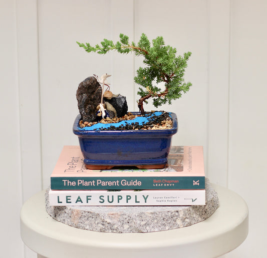 Bonsai - Juniper with Fisherman Setting- Conner -  16cm