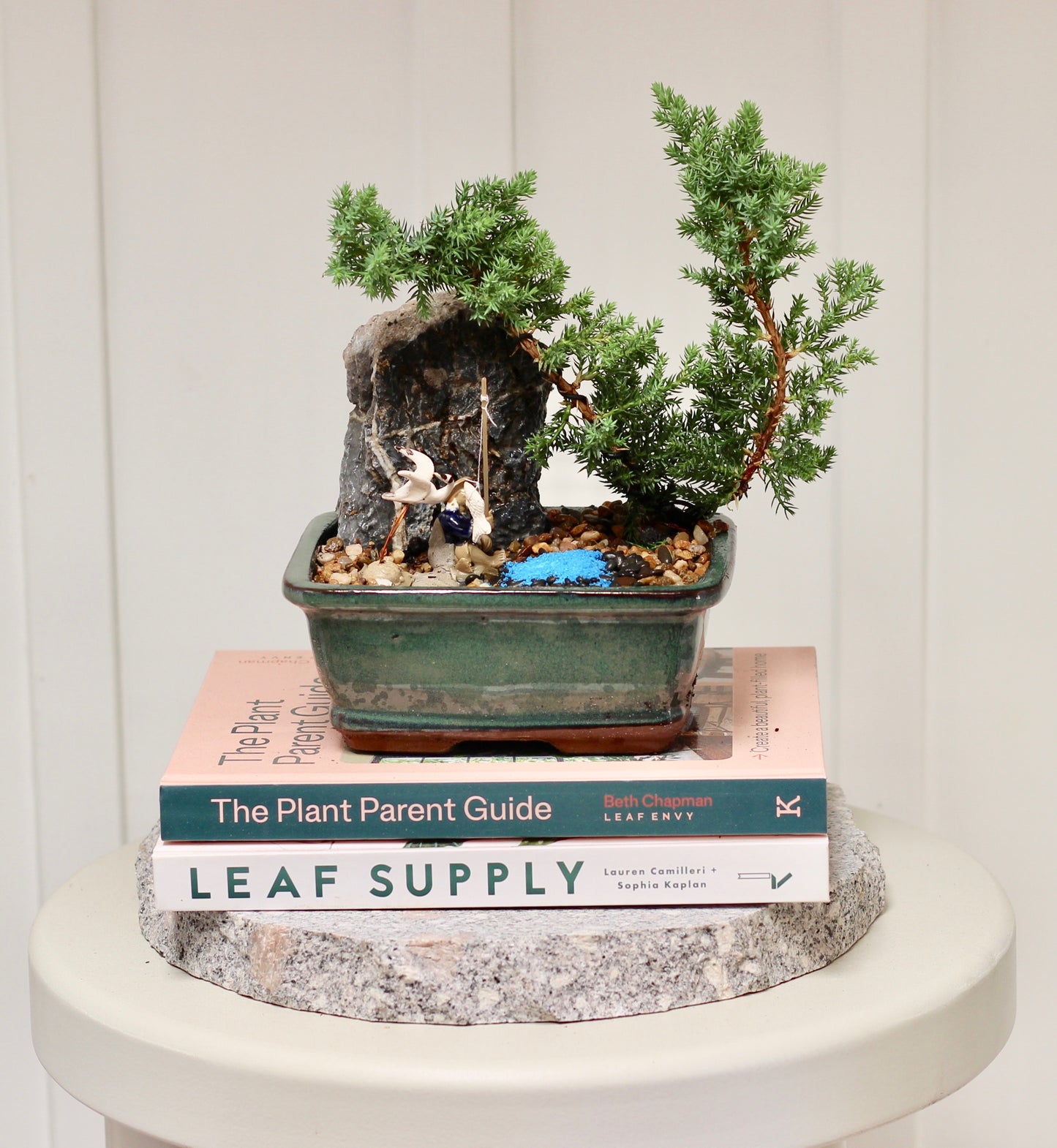 Bonsai - Juniper with Fisherman Setting- Annie -  16cm