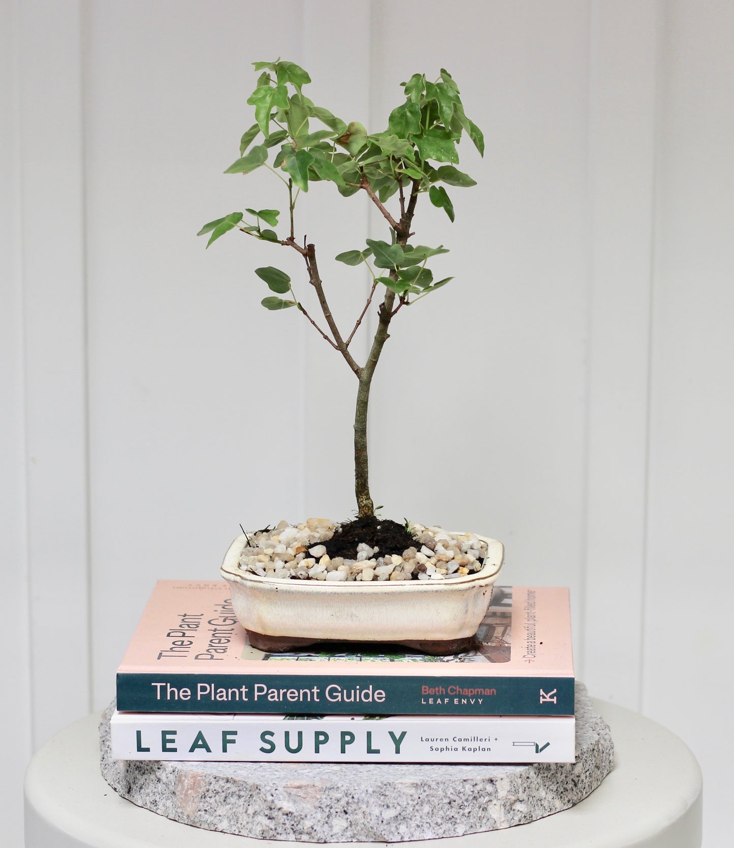 Bonsai - Trident Maple - Leo - 27cm