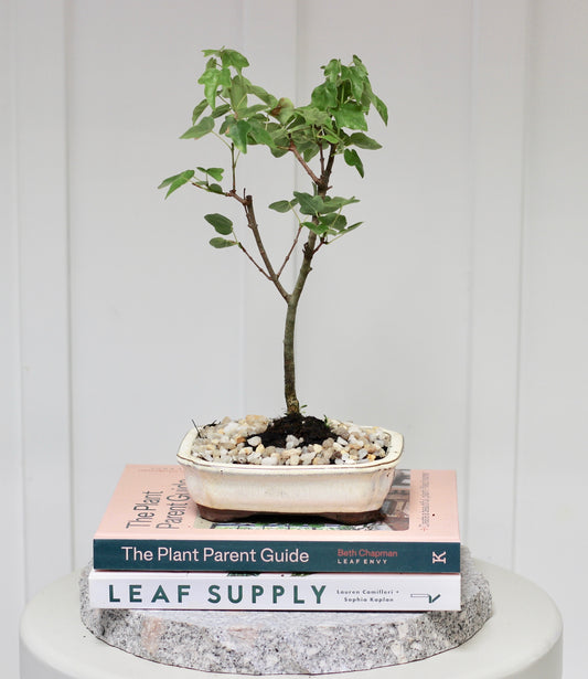Bonsai - Trident Maple - Leo - 27cm